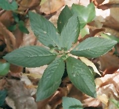 mercurialis